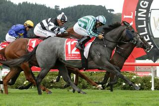 Emily Margaret (NZ) winner of last year's Canterbury Belle Stakes (1200m) and the Southern Filly of the Year Series 